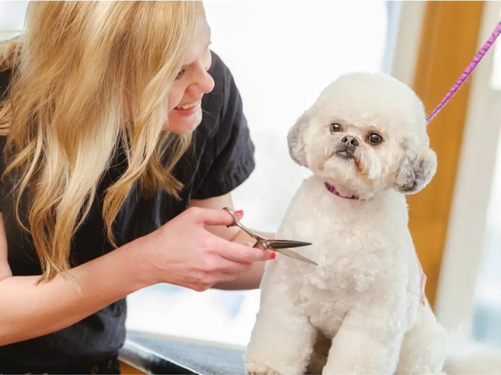 Pet groomer on petaasy