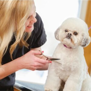 Pet groomer on petaasy